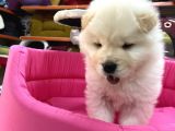 Chow Chow Yavruları